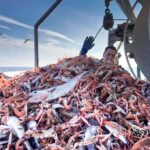 Fishing boat with prawns