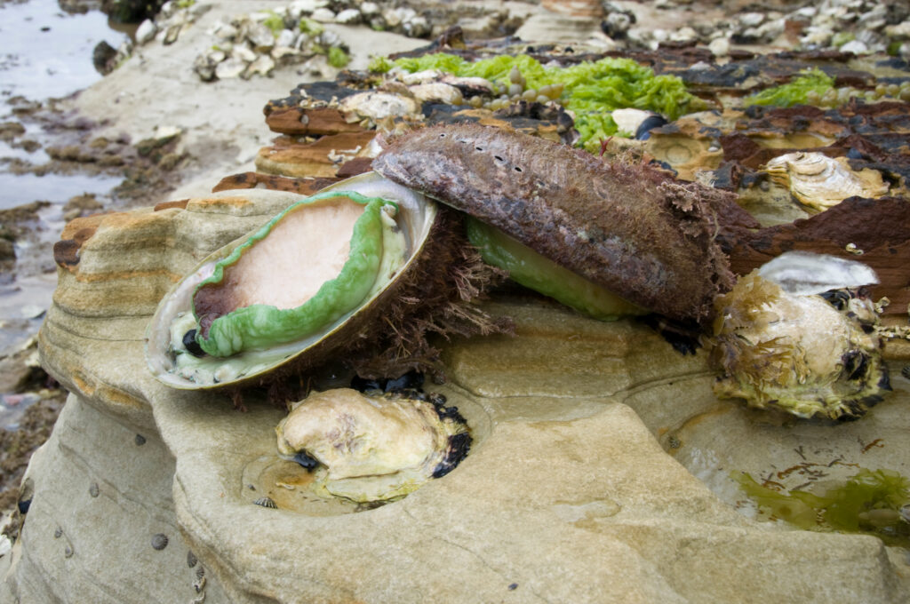 Greenlip Abalone