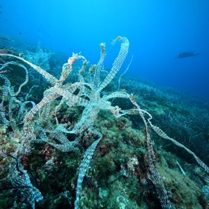 plastic fishing net waste on sea floor